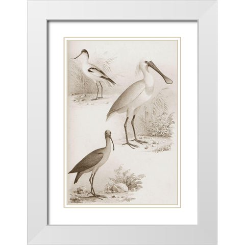Sepia Water Birds II White Modern Wood Framed Art Print with Double Matting by Unknown