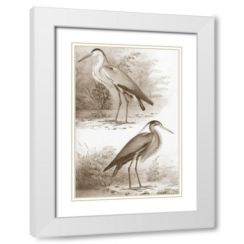 Sepia Water Birds III White Modern Wood Framed Art Print with Double Matting by Unknown