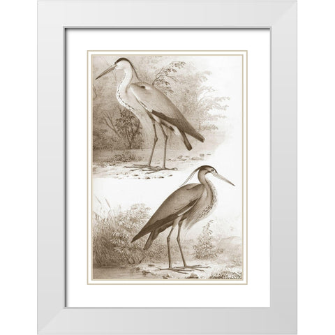 Sepia Water Birds III White Modern Wood Framed Art Print with Double Matting by Unknown