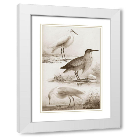Sepia Water Birds IV White Modern Wood Framed Art Print with Double Matting by Unknown