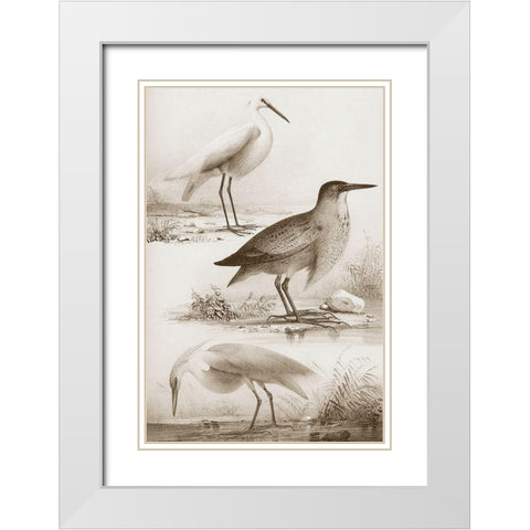 Sepia Water Birds IV White Modern Wood Framed Art Print with Double Matting by Unknown