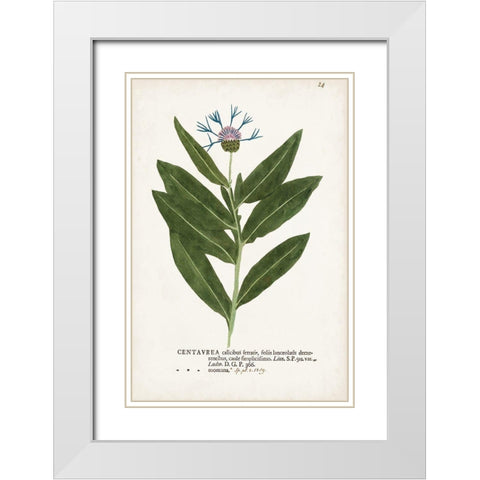 Nature Printed Botanicals II White Modern Wood Framed Art Print with Double Matting by Unknown