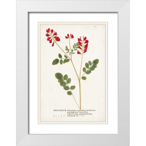 Nature Printed Botanicals III White Modern Wood Framed Art Print with Double Matting by Unknown