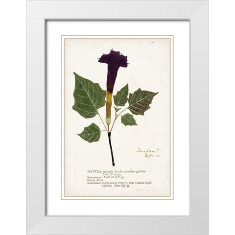 Nature Printed Botanicals IV White Modern Wood Framed Art Print with Double Matting by Unknown