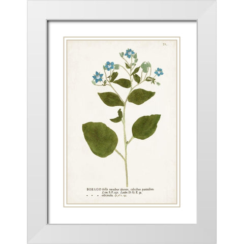 Nature Printed Botanicals VI White Modern Wood Framed Art Print with Double Matting by Unknown