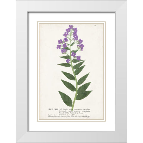 Nature Printed Botanicals VII White Modern Wood Framed Art Print with Double Matting by Unknown