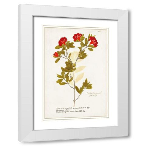 Nature Printed Botanicals VIII White Modern Wood Framed Art Print with Double Matting by Unknown