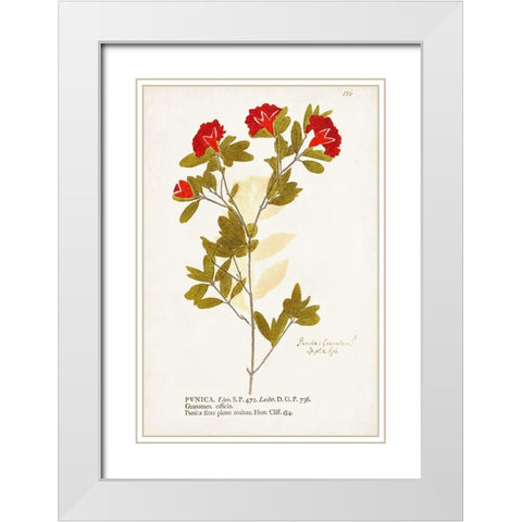 Nature Printed Botanicals VIII White Modern Wood Framed Art Print with Double Matting by Unknown