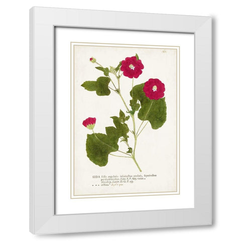 Nature Printed Botanicals IX White Modern Wood Framed Art Print with Double Matting by Unknown