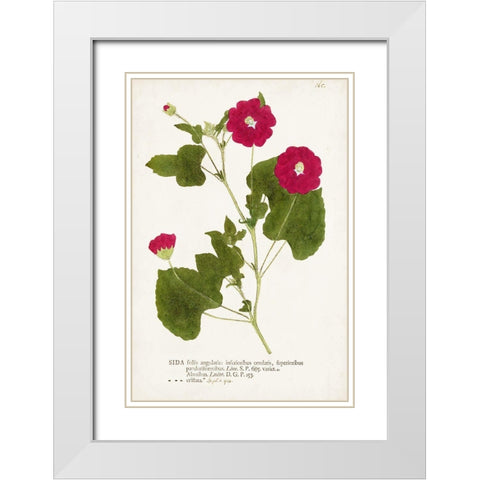 Nature Printed Botanicals IX White Modern Wood Framed Art Print with Double Matting by Unknown