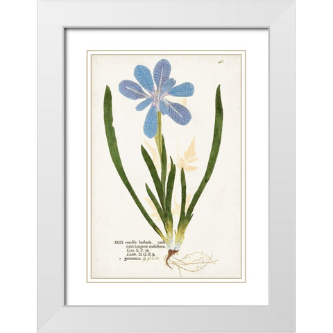 Nature Printed Botanicals XI White Modern Wood Framed Art Print with Double Matting by Unknown