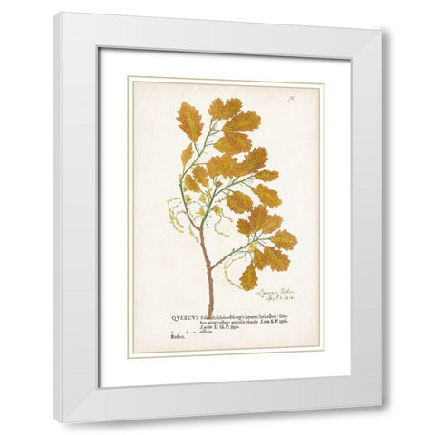 Nature Printed Ferns III White Modern Wood Framed Art Print with Double Matting by Unknown