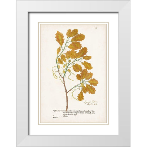 Nature Printed Ferns III White Modern Wood Framed Art Print with Double Matting by Unknown