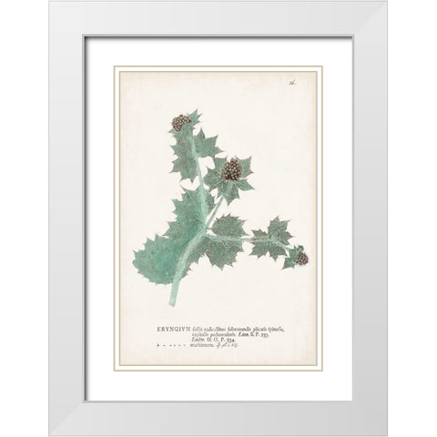Nature Printed Ferns VII White Modern Wood Framed Art Print with Double Matting by Unknown