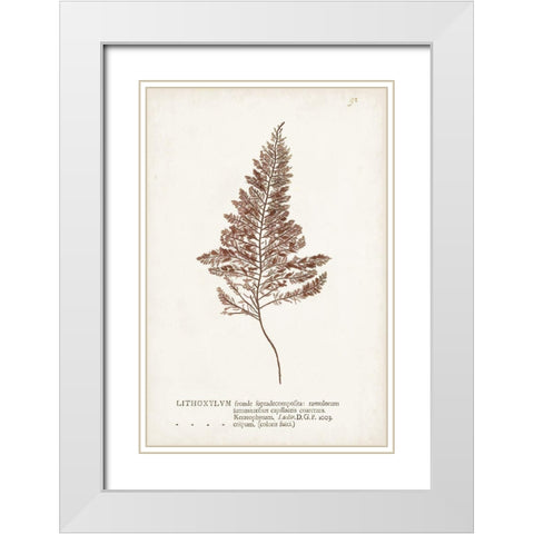 Nature Printed Ferns VIII White Modern Wood Framed Art Print with Double Matting by Unknown