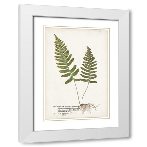 Nature Printed Ferns IX White Modern Wood Framed Art Print with Double Matting by Unknown