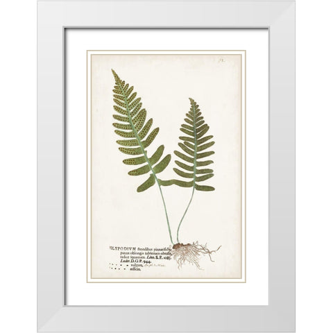Nature Printed Ferns IX White Modern Wood Framed Art Print with Double Matting by Unknown