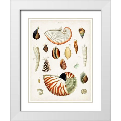 Antique Shell Collection I White Modern Wood Framed Art Print with Double Matting by Unknown