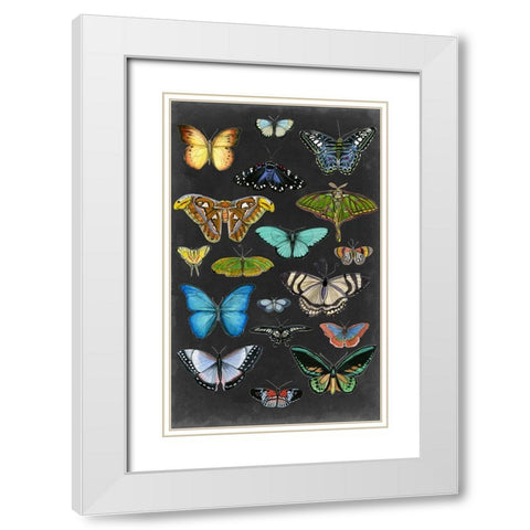 Graphic Butterfly Taxonomy I White Modern Wood Framed Art Print with Double Matting by McCavitt, Naomi