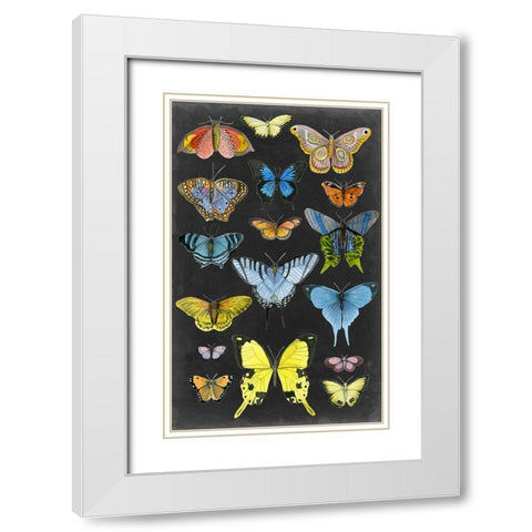Graphic Butterfly Taxonomy II White Modern Wood Framed Art Print with Double Matting by McCavitt, Naomi