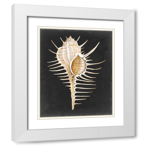 Graphic Spiny Murex White Modern Wood Framed Art Print with Double Matting by Willett, Michael