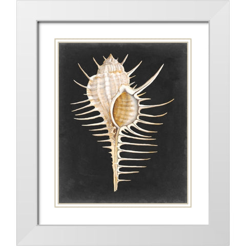 Graphic Spiny Murex White Modern Wood Framed Art Print with Double Matting by Willett, Michael