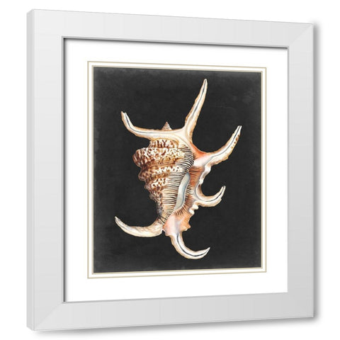 Graphic Spider Conch White Modern Wood Framed Art Print with Double Matting by Willett, Michael