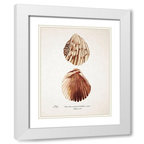 Sienna Shell Collector I White Modern Wood Framed Art Print with Double Matting by Warren, Annie