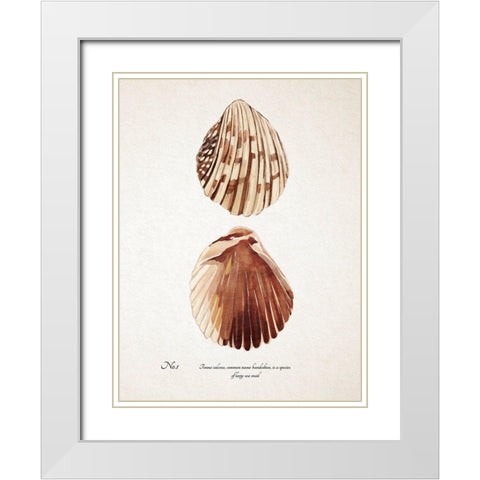Sienna Shell Collector I White Modern Wood Framed Art Print with Double Matting by Warren, Annie