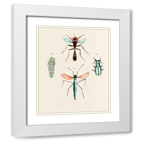 Insect Varieties III White Modern Wood Framed Art Print with Double Matting by Warren, Annie