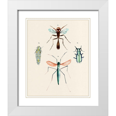 Insect Varieties III White Modern Wood Framed Art Print with Double Matting by Warren, Annie