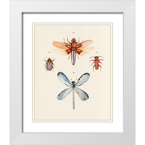 Insect Varieties IV White Modern Wood Framed Art Print with Double Matting by Warren, Annie