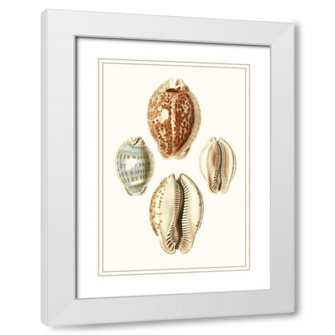 Lamarck Shells III White Modern Wood Framed Art Print with Double Matting by Lamarck