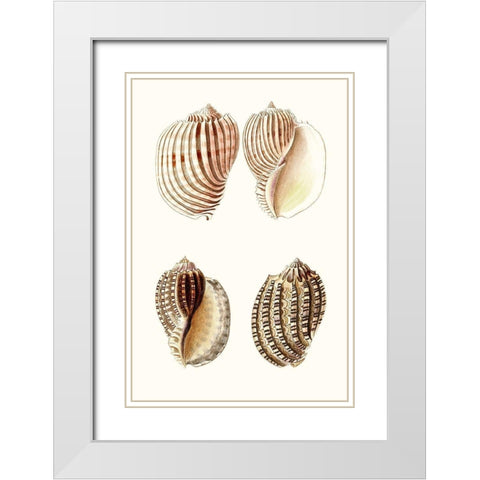 Lamarck Shells V White Modern Wood Framed Art Print with Double Matting by Lamarck