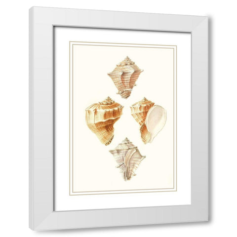 Lamarck Shells VI White Modern Wood Framed Art Print with Double Matting by Lamarck