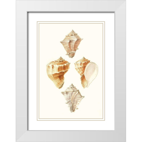 Lamarck Shells VI White Modern Wood Framed Art Print with Double Matting by Lamarck