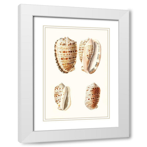 Lamarck Shells VIII White Modern Wood Framed Art Print with Double Matting by Lamarck