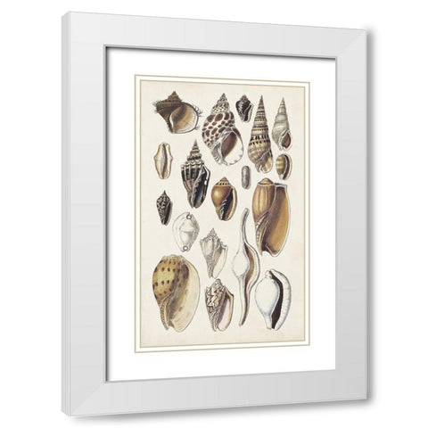 Seashell Array IV White Modern Wood Framed Art Print with Double Matting by Sowerby, G.B.