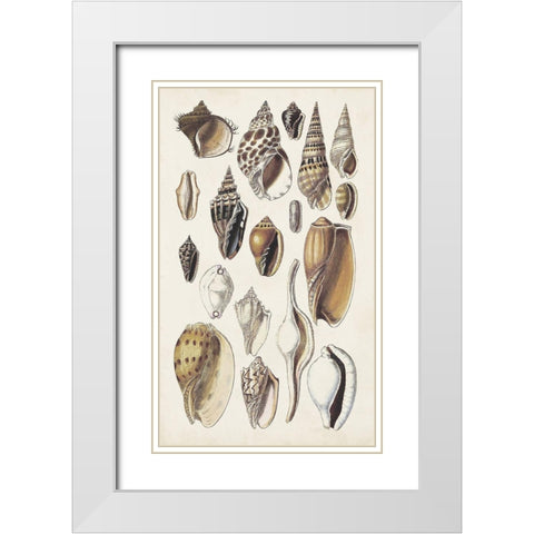 Seashell Array IV White Modern Wood Framed Art Print with Double Matting by Sowerby, G.B.