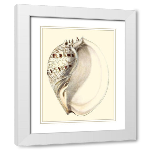 Splendid Shells I White Modern Wood Framed Art Print with Double Matting by Vision Studio