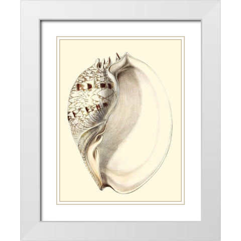 Splendid Shells I White Modern Wood Framed Art Print with Double Matting by Vision Studio
