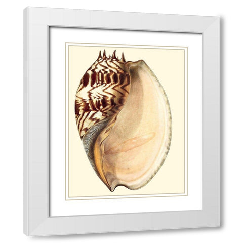 Splendid Shells II White Modern Wood Framed Art Print with Double Matting by Vision Studio