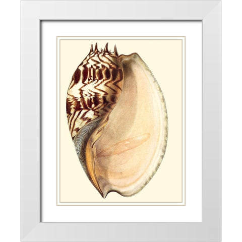 Splendid Shells II White Modern Wood Framed Art Print with Double Matting by Vision Studio