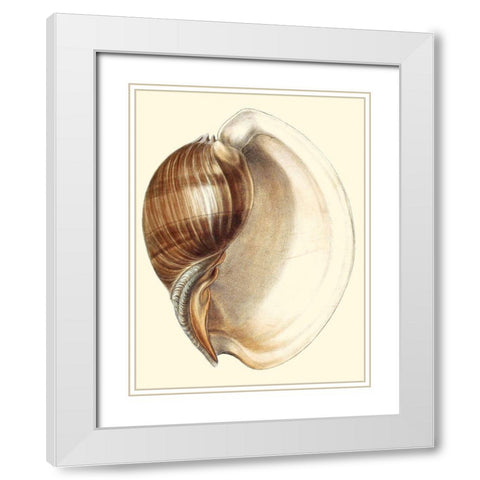 Splendid Shells III White Modern Wood Framed Art Print with Double Matting by Vision Studio