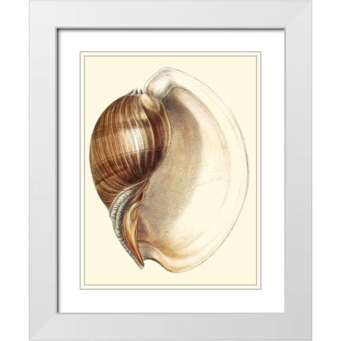 Splendid Shells III White Modern Wood Framed Art Print with Double Matting by Vision Studio