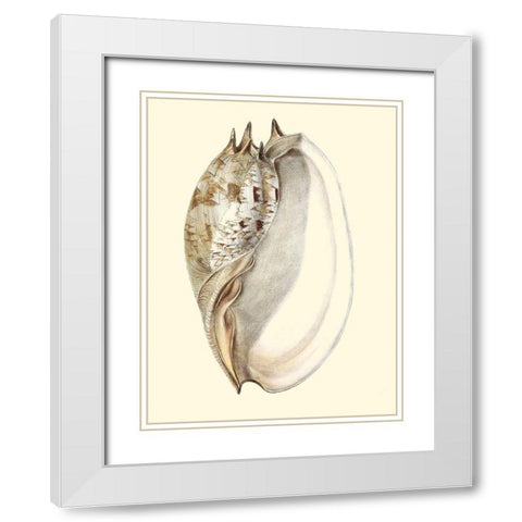 Splendid Shells IV White Modern Wood Framed Art Print with Double Matting by Vision Studio