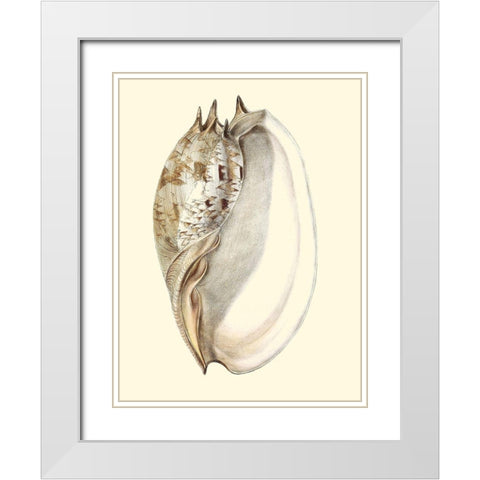 Splendid Shells IV White Modern Wood Framed Art Print with Double Matting by Vision Studio