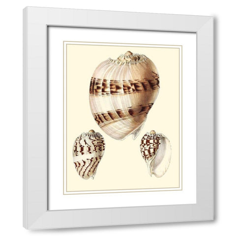 Splendid Shells V White Modern Wood Framed Art Print with Double Matting by Vision Studio