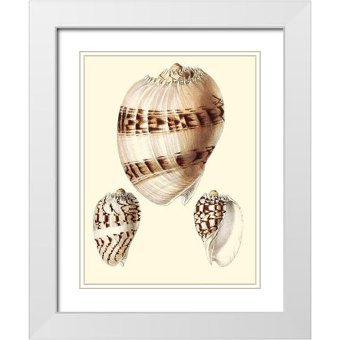 Splendid Shells V White Modern Wood Framed Art Print with Double Matting by Vision Studio