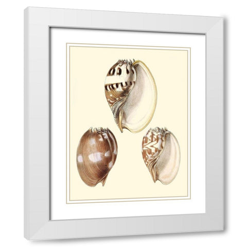 Splendid Shells VI White Modern Wood Framed Art Print with Double Matting by Vision Studio